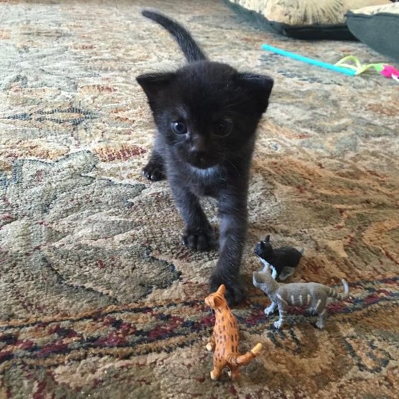 Meet your Posher, Lara - Picture 1 of 15